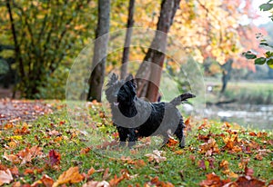 Cairn Terrier Dog Standing on the grass. Autumn Background.