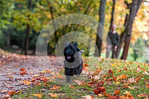 Cairn Terrier Dog Walk on the grass. Autumn Background.