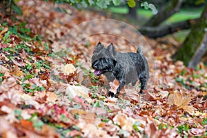 Cairn Terrier Dog Walk on the grass. Autumn Leaves in Background. Portrait.