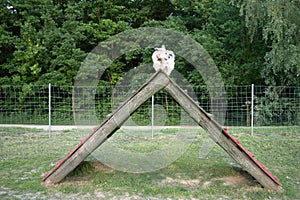 Cairn terrier on A-frame ramp