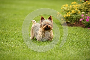 Cairn terrier in the grass