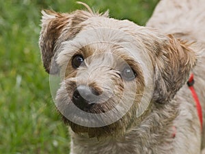 Cairn terrier mixed breed dog outdoors