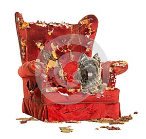 Cairn Terrier panting, lying on a destroyed armchair, isolated