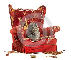 Cairn Terrier panting, lying on a destroyed armchair, isolated