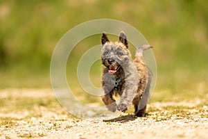 Cairn Terrier puppy 13 weeks old. Cute little dog runs