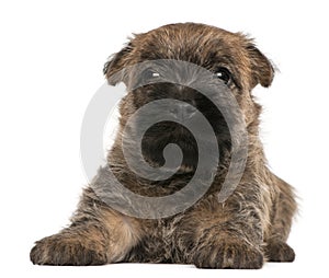 Cairn Terrier Puppy, 6 weeks old