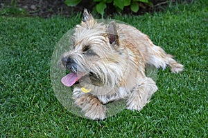 Cairn terrier puppy