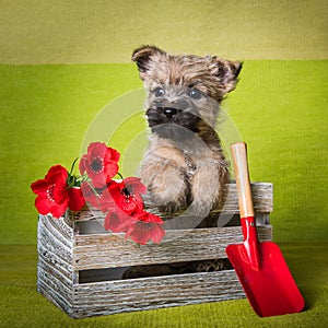 Cairn Terrier puppy in box with shovel and flowers