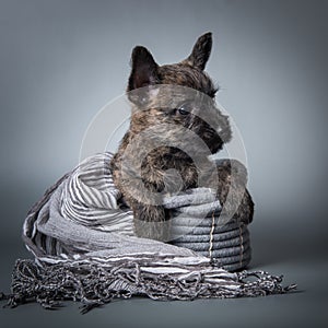 Cairn Terrier puppy dog on gray background