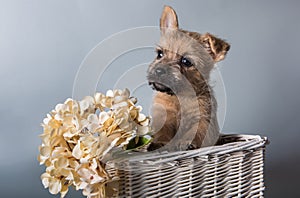 Cairn Terrier puppy dog with red hydrangea flowers