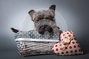 Cairn Terrier puppy with red heart Valentine s Day