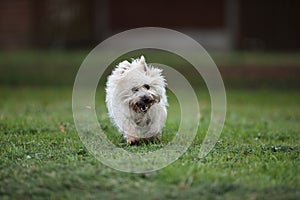 Cairn Terrier running in park