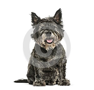 Cairn Terrier sitting in front of white background