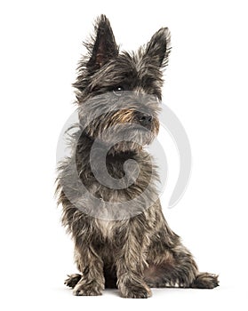 Cairn Terrier sitting in front of white background