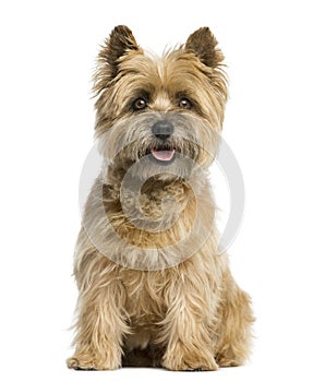 Cairn terrier sitting