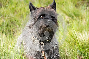 Cairn Terrier