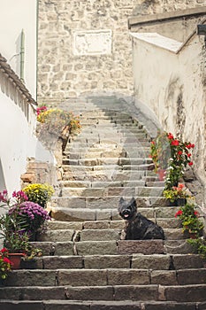 Cairn Terrier sitting at old staircase in Szentendre