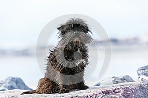 Cairn terrier sitting on stones