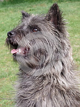 Cairn Terrier from Skye, Scotland portrait