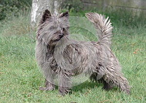 Cairn Terrier from Skye, Scotland standing