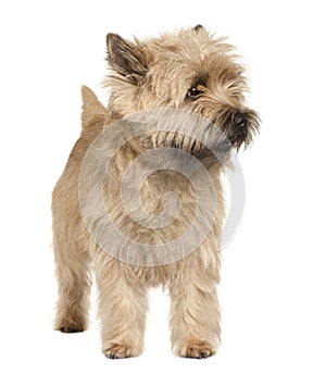 Cairn Terrier, standing and looking away photo