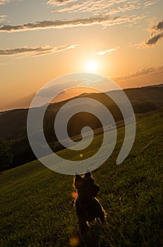 Cairn terrier in sunset light