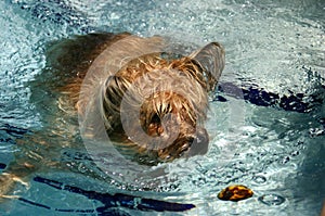 Cairn Terrier Swimming