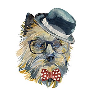 Cairn Terrier - watercolor realistic isolated hipster dog portrait