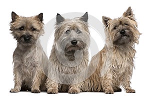 Cairn Terriers, 12 and 2 years old, sitting