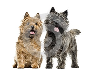 Cairn terriers