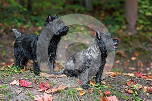 Cairn Terriers Dogs Couple on the grass. Autumn Leaves in Background. Portrait.