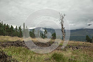 The Cairngorm mountain forest after rain in Scotland