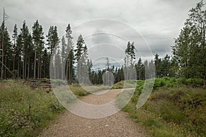 The Cairngorm mountain forest after rain in Scotland