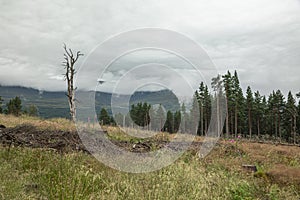 The Cairngorm mountain forest after rain in Scotland