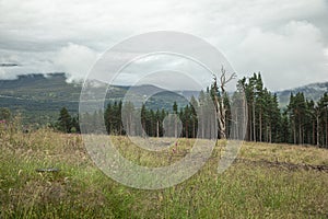 The Cairngorm mountain forest after rain in Scotland