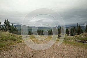 The Cairngorm mountain forest after rain in Scotland