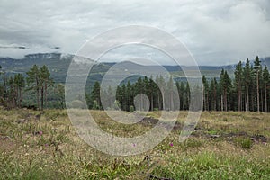 The Cairngorm mountain forest after rain in Scotland