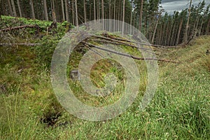 The Cairngorm mountain forest after rain in Scotland