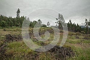 The Cairngorm mountain forest after rain in Scotland