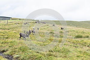 The Cairngorm Reindeer Herd is free-ranging herd of reindeer in the Cairngorm mountains in Scotland