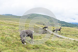 The Cairngorm Reindeer Herd is free-ranging herd of reindeer in the Cairngorm mountains in Scotland