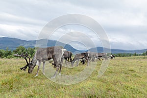 The Cairngorm Reindeer Herd is free-ranging herd of reindeer in the Cairngorm mountains in Scotland