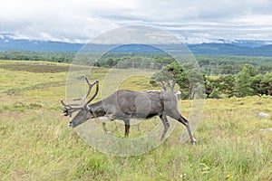 The Cairngorm Reindeer Herd is free-ranging herd of reindeer in the Cairngorm mountains in Scotland