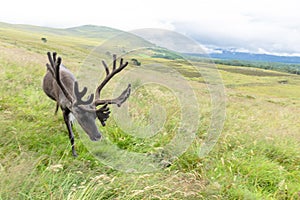 The Cairngorm Reindeer Herd is free-ranging herd of reindeer in the Cairngorm mountains in Scotland