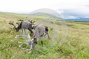 The Cairngorm Reindeer Herd is free-ranging herd of reindeer in the Cairngorm mountains in Scotland