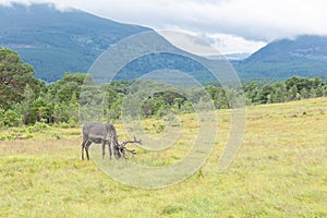 The Cairngorm Reindeer Herd is free-ranging herd of reindeer in the Cairngorm mountains in Scotland