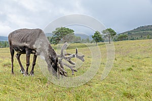 The Cairngorm Reindeer Herd is free-ranging herd of reindeer in the Cairngorm mountains in Scotland