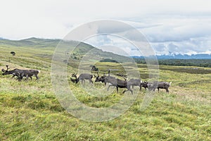 The Cairngorm Reindeer Herd is free-ranging herd of reindeer in the Cairngorm mountains in Scotland