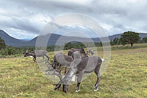 The Cairngorm Reindeer Herd is free-ranging herd of reindeer in the Cairngorm mountains in Scotland