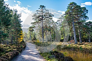 Cairngorms Hiking Trail